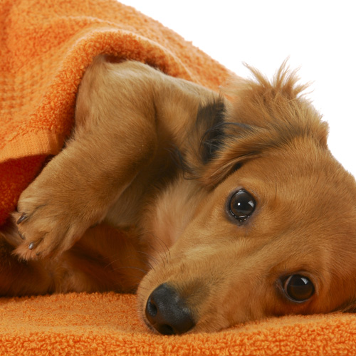 ペット用品の洗濯方法－尿・体臭には重曹や酢が有効、毛を取るにはコロコロ